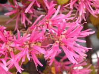 写真「ベニバナトキワマンサク〔紅花常盤万作〕〕の花」