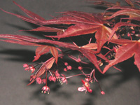 �c�c�W�̉�