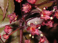 �c�c�W�̉�