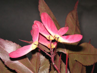 �c�c�W�̉�