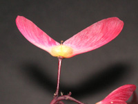 �c�c�W�̉�