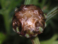 写真「マーガレットの花」