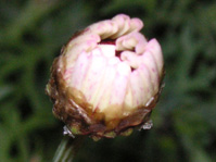 写真「マーガレットの花」