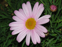 写真「マーガレットの花」