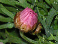 写真「マーガレットの花」