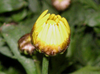 写真「マーガレットの花」