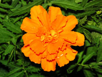 写真「マリーゴールドの花」