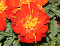 写真「マリーゴールドの花」