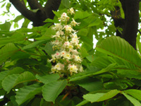 写真「セイヨウトチノキ〔西洋栃の木〕の花」