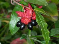 ミッキーマウス・プラントの花（写真）