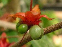 ミッキーマウス・プラントの花（写真）