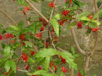 キョウチクトウ〔夾竹桃〕の葉（写真）