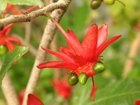 キョウチクトウ〔夾竹桃〕の花（写真）