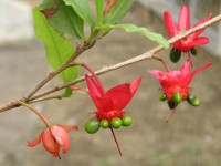 ミッキーマウス・プラントの花（写真）