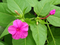 写真「オシロイバナ〔白粉花〕の花」