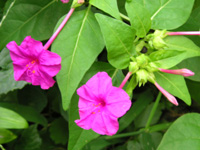 写真「オシロイバナ〔白粉花〕の花」