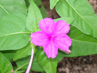 写真「オシロイバナ〔白粉花〕の花」