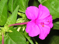 写真「オシロイバナ〔白粉花〕の花」