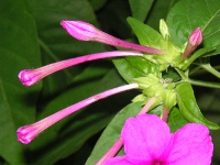 写真「オシロイバナ〔白粉花〕の花」