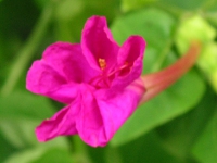 写真「オシロイバナ〔白粉花〕の花」