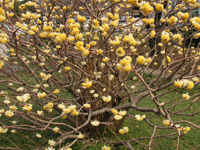 写真「ミツマタ〔三椏〕の花」