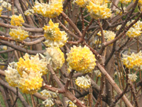 写真「ミツマタ〔三椏〕の花」