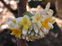 写真「ミツマタ〔三椏〕の花」