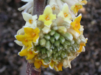 写真「ミツマタ〔三椏〕の花」