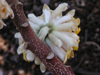 写真「ミツマタ〔三椏〕の花」