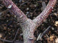 写真「ミツマタ〔三椏〕の枝」