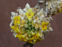 写真「ミツマタ〔三椏〕の花」