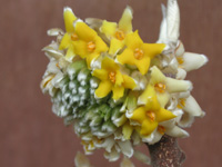 写真「ミツマタ〔三椏〕の花」