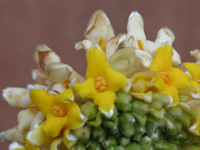 写真「ミツマタ〔三椏〕の花」