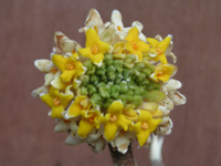 写真「ミツマタ〔三椏〕の花」