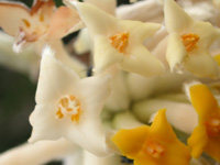 写真「ミツマタ〔三椏〕の花」