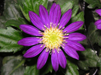 ミヤコワスレ〔都忘れ〕の花