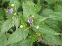 ミヤコワスレ〔都忘れ〕の花