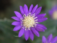 ミヤコワスレ〔都忘れ〕の花