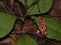 写真「ミズヒキ〔水引〕の花」