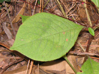 写真「ミズヒキ〔水引〕の花」