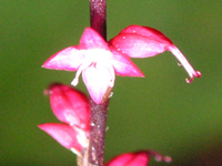 写真「ミズヒキ〔水引〕の花」