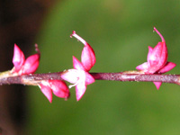 写真「ミズヒキ〔水引〕の花」
