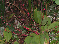 写真「ミズヒキ〔水引〕の花」