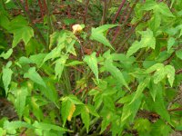 モミジアオイ〔紅葉葵〕の花（写真）