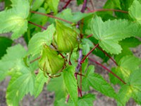 モミジアオイ〔紅葉葵〕の花（写真）