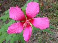 モミジアオイ〔紅葉葵〕の花（写真）