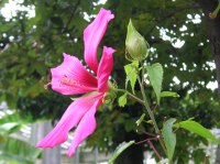 モミジアオイ〔紅葉葵〕の花（写真）