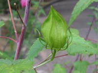モミジアオイ〔紅葉葵〕の花（写真）