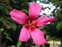 モミジアオイ〔紅葉葵〕の花（写真）