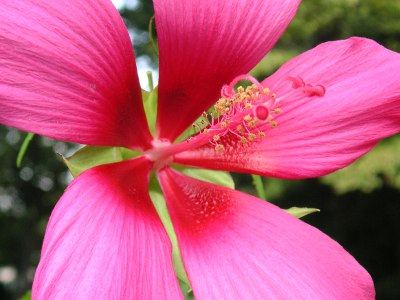 モミジアオイ〔紅葉葵〕の花（写真）